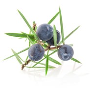 Juniper Berry Essential Oil