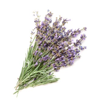 Lavender Oil Bulgaria