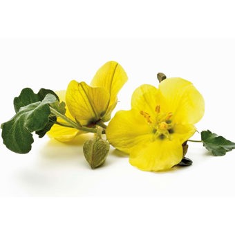 Evening Primrose Oil Certified Organic