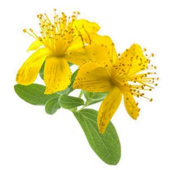 St. Johns Wort Infused in Olive Oil