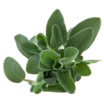 Sage Essential Oil Spain