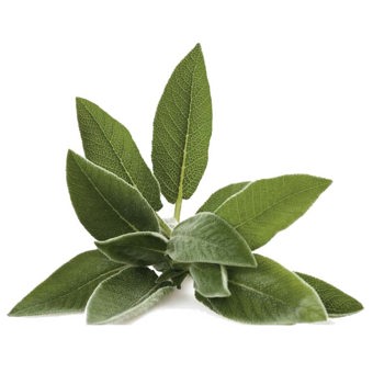 Sage Dalmatian Essential Oil 