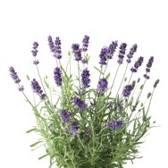 Lavender Essential Oil True Provence
