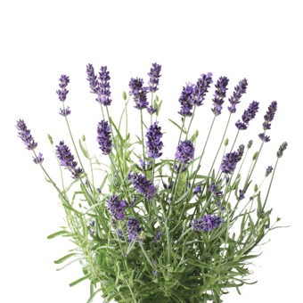 Lavender Essential Oil True Provence