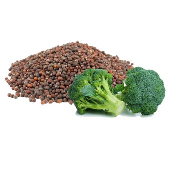 Broccoli Seed Oil Expressed Certified Organic