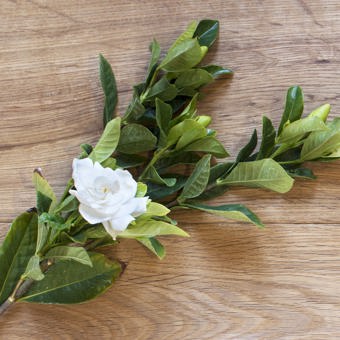 Tiare / Gardenia Fragrance Oil