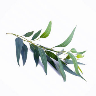 Eucalyptus Peppermint Essential Oil Organic