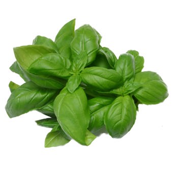 Basil Essential Oil M.C.