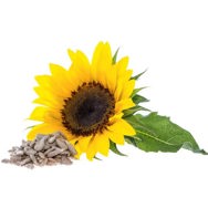 Sunflower Seed Oil Certified Organic