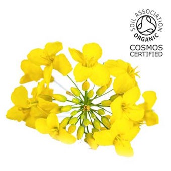 Camelina Seed Oil Expressed Certified Organic