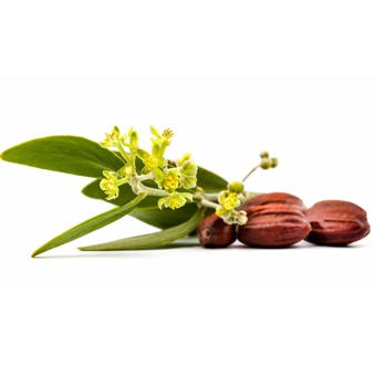 Jojoba Oil Golden Expressed