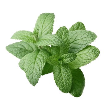 Peppermint Piperita Essential Oil USA