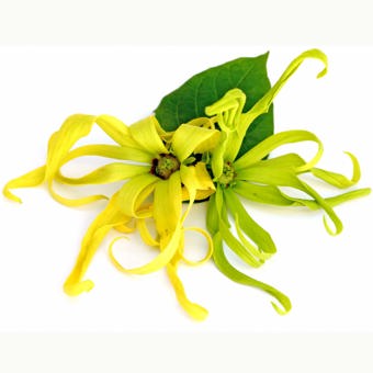 Ylang Ylang Extra Essential Oil