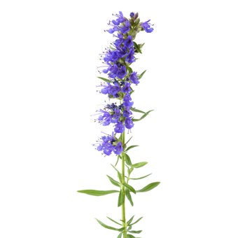 Hyssop Essential Oil