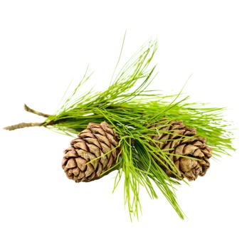 Cedarwood Atlas Essential Oil