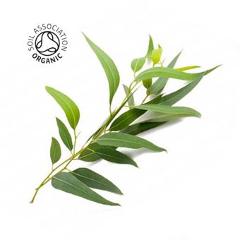 Eucalyptus Citriodora Certified Organic