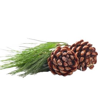 Pine Sylvestris Essential Oil Certified Organic