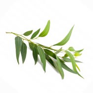 Eucalyptus Peppermint Essential Oil 
