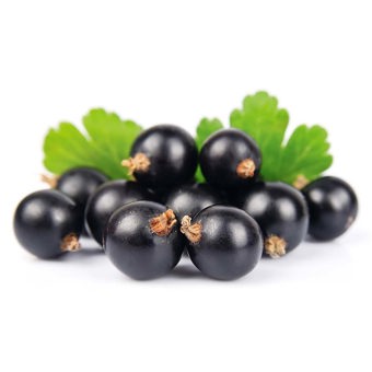 Blackcurrant Seed Oil Expressed