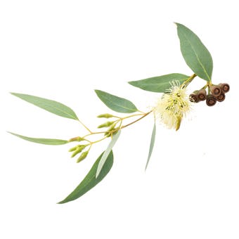 Eucalyptus Smithii Essential Oil Certified Organic