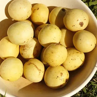 Marula Seed Oil Deodorised