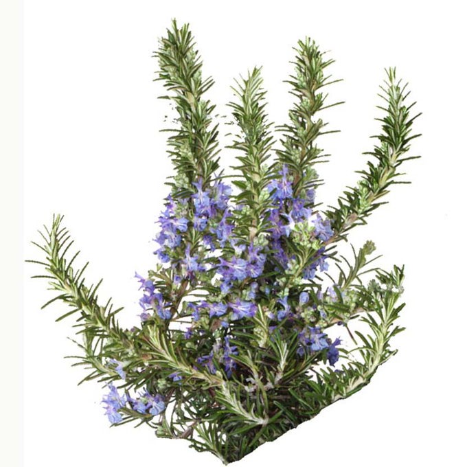 Rosemary Essential Oil | Organic | Rosmarinus Officinalis Flower ...
