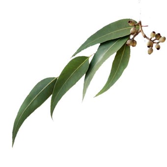 Eucalyptus Radiata Essential Oil